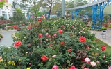 Hàng nghìn bông hoa hồng Bulgaria khoe sắc ở Công viên nước Hồ Tây